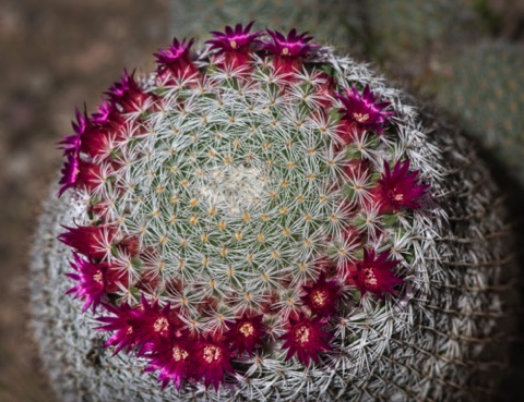 Graham's Fishhook Cactus • Mammillaria grahamii Graham's Fishhook Cactus • Mammillaria grahamii