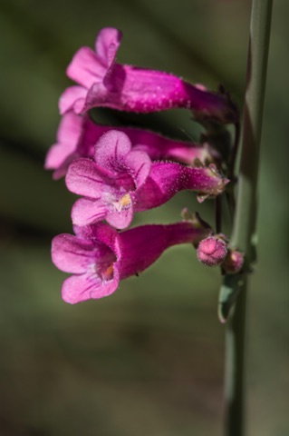 Parry' s Penstemon • Penstemon parryi