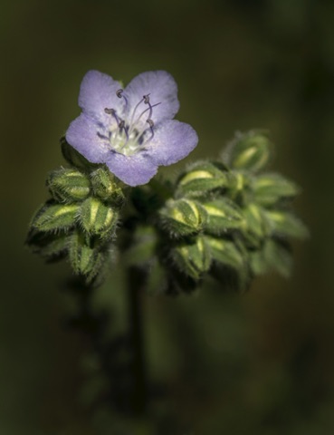 Scorpion-weed • Phacelia sp.