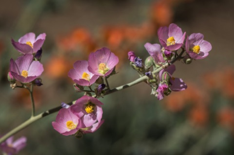 Desert Globe Mallow • Sphaeralcea ambigua Desert Globe Mallow • Sphaeralcea ambigua
