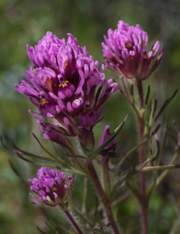 Purple Owl Clover • Castilleja exserta Purple Owl Clover • Castilleja exserta