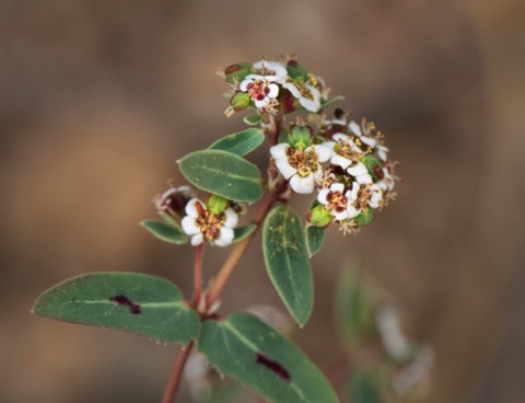 Rattlesnake Weed • Chamaesyce albomarginata Rattlesnake Weed • Chamaesyce albomarginata