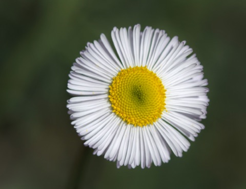 Spreading Fleabane • Erigeron divergens Spreading Fleabane • Erigeron divergens