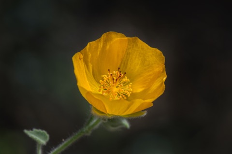 Superstition Mallow • Abutilon palmeri Superstition Mallow • Abutilon palmeri