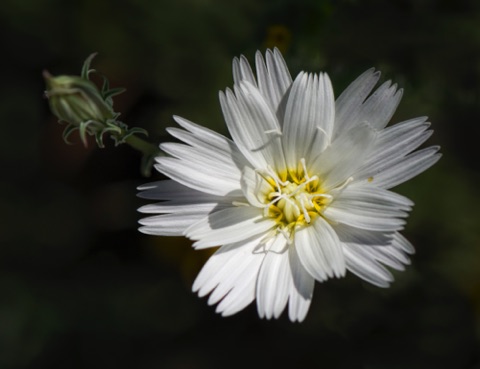 Desert Chicory • Rafinesquia neomexicana