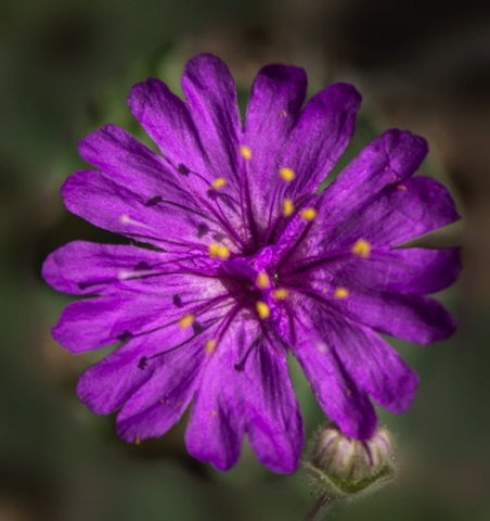 Trailing Four O'Clock • Allionia incarnata var villosa Trailing Four O'Clock • Allionia incarnata var villosa