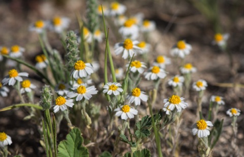 White Easter Bonnet • Eriophyllum lanosum