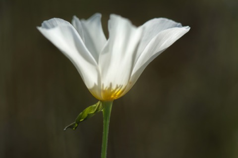 White Mexican Gold Poppy • Eschscholzia californica ssp mexicana White Mexican Gold Poppy • Eschscholzia californica ssp mexicana