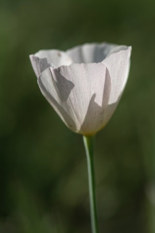 White Mexican Gold Poppy • Eschscholzia californica ssp mexicana