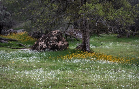 Spring in the Sierra Foothills
“Spring is in the Air”
Pacific Art League
April 2015