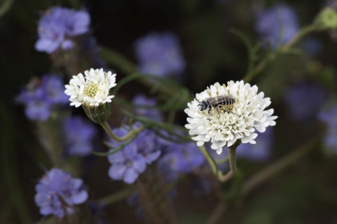 Bee on Fremont Pincushion
2020 Anza Borrego Desert Photo Contest
Second Place, Plants