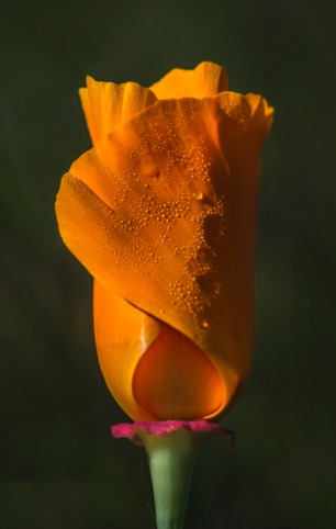 California Poppy Bud
3rd Place and Facebook People's Choice
California Native Plant Society
