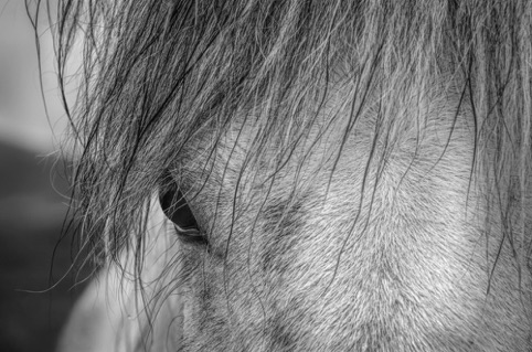 Mind of a Horse
"A New View: A Photography Exhibit"
Pacific Art League
November 2016