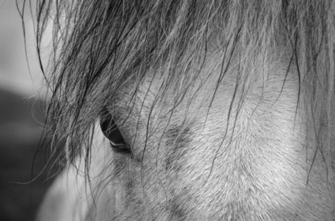 Iceland Horse
Palo Alto Camera Club
Community School of Music and Art
March 2018