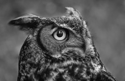 Owl
Noir Exhibit
Pacific Art League
April 2019