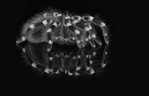 White Kneed Tarantula
"A New View: A Photography Exhibit"
Pacific Art League
November 2016