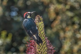 Acorn Woodpecker