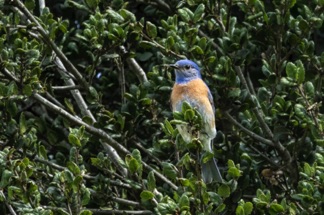 Western Bluebird