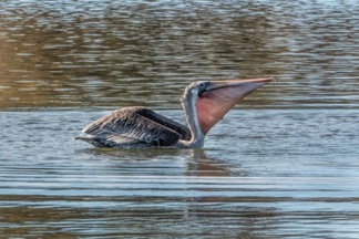 Brown Pelican