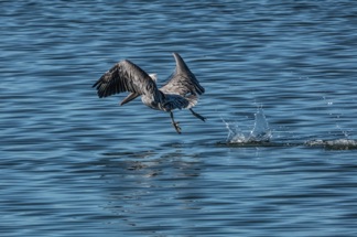 Brown Pelican