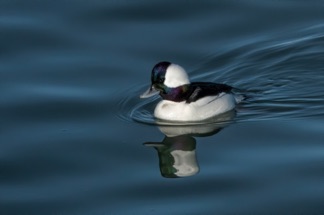 Bufflehead