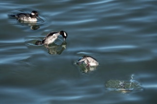 Bufflehead Dive