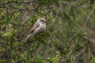 Bushtit