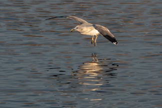 California Gull