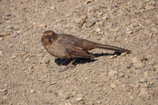 California Towhee