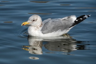 California Gull