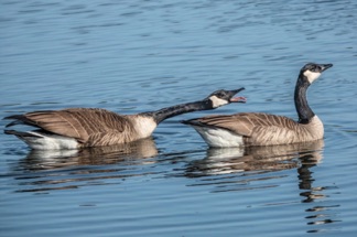 Canada Geese