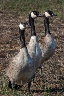 Canada Geese