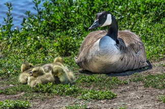 Canada Goose