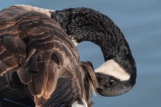 Canada Goose