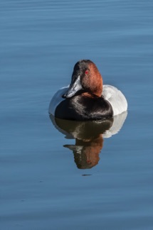 Canvasback