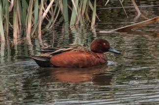 Cinnamon Teal