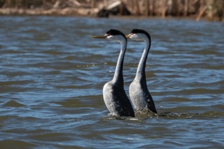 Clarks Grebes