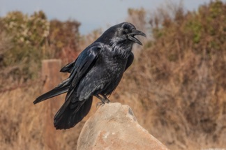 Common Raven