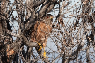 Coopers Hawk