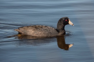 American Coot