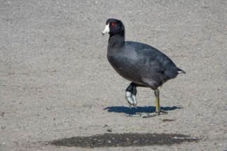 American Coot