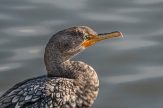 Double Crested Cormorant