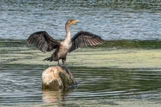 Double Crested Cormorant