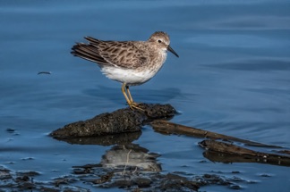 Least Sandpiper