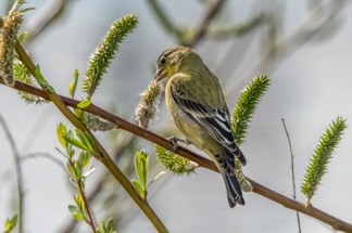 Lesser Goldfinch