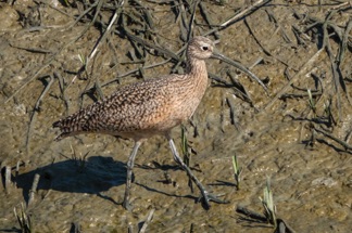 Long Billed Curlew