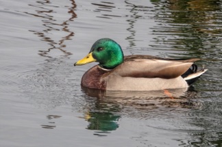 Mallard