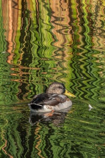 Mallard