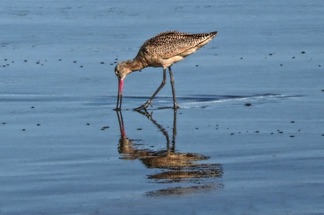 Marbled Godwit