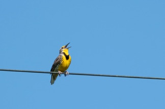 Western Meadowlark